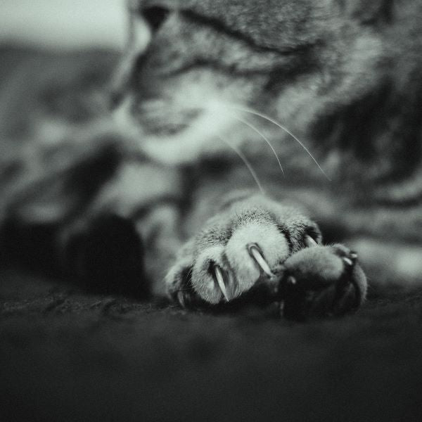 Why is My Cat Scratching Furniture and How to Stop It 3 Steps Cat