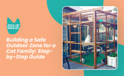 Building a Safe Outdoor Zone for a Cat Family: Step-by-Step Guide