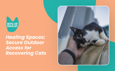 Healing Spaces: Secure Outdoor Access for Recovering Cats