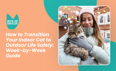 How to Transition Your Indoor Cat to Outdoor Life Safely: Week-by-Week Guide