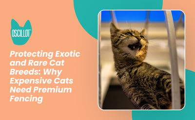 Protecting Exotic and Rare Cat Breeds: Why Expensive Cats Need Premium Fencing