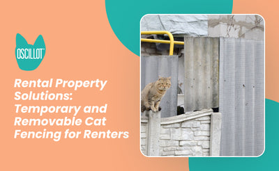Rental Property Solutions: Temporary and Removable Cat Fencing for Renters